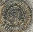 Dactylioceras Ammonite Fossil - England #100453-1